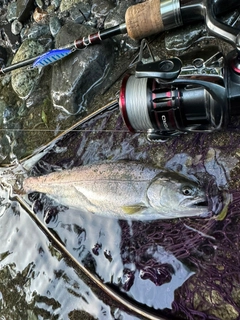 ヤマメの釣果