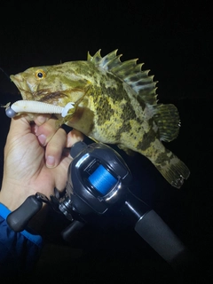 ベッコウゾイの釣果