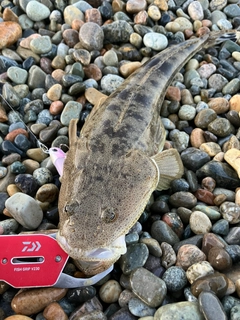 マゴチの釣果