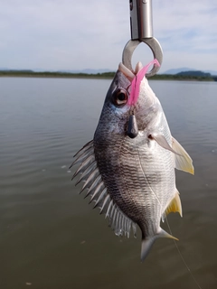 キビレの釣果