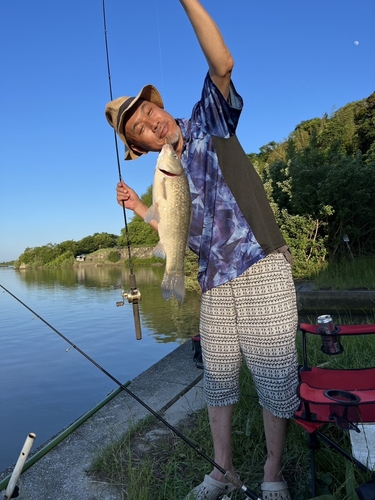 マブナの釣果