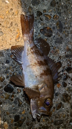 メバルの釣果