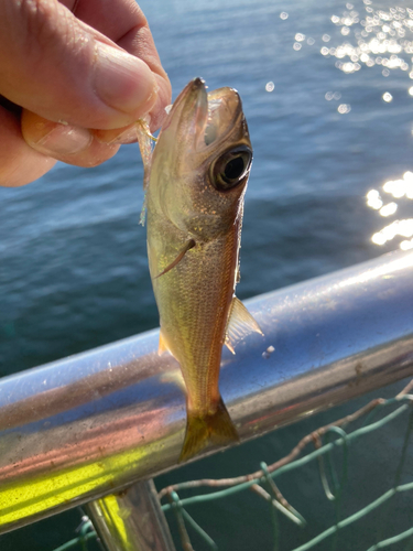 クロムツの釣果