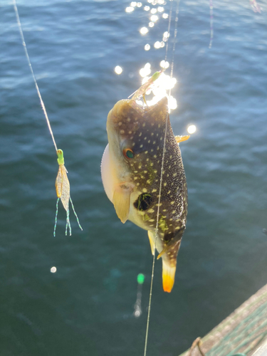 クサフグの釣果