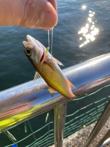 クロムツの釣果