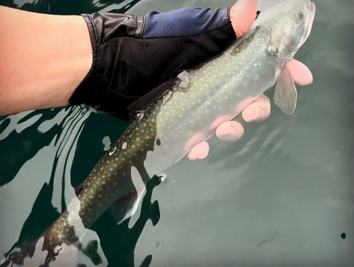 ミヤベイワナの釣果