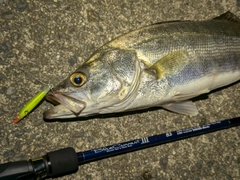 セイゴ（マルスズキ）の釣果