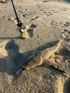 マゴチの釣果