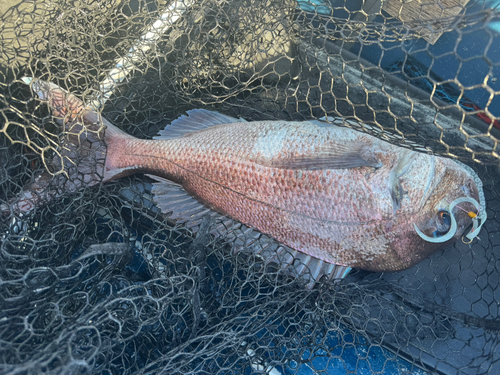 マダイの釣果