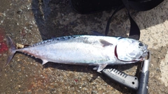 ソウダガツオの釣果