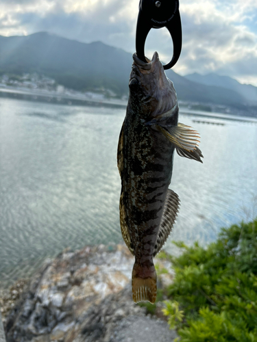 アイナメの釣果