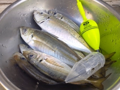 マアジの釣果