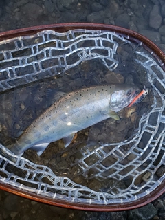 ニジマスの釣果