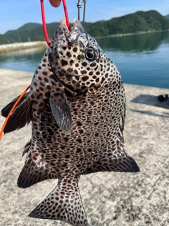 イシガキダイの釣果