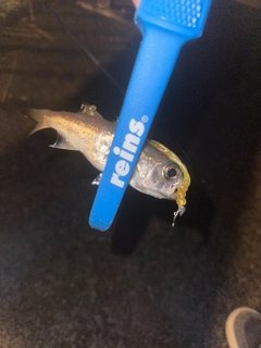 クロムツの釣果