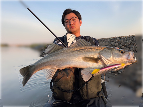 スズキの釣果