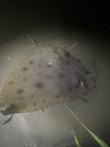 ツバクロエイの釣果