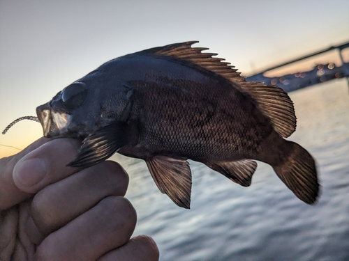 メバルの釣果