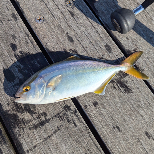 ショゴの釣果