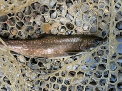 アメマスの釣果