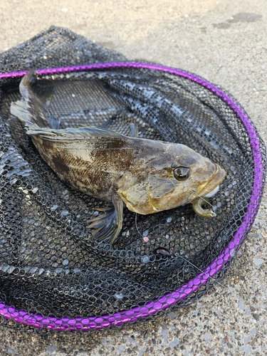 アイナメの釣果