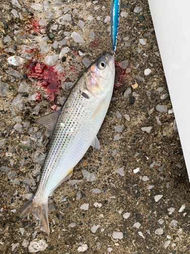 コノシロの釣果