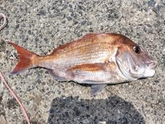 マダイの釣果