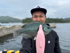 メジナの釣果