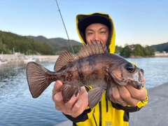 シロメバルの釣果