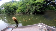 ブラックバスの釣果