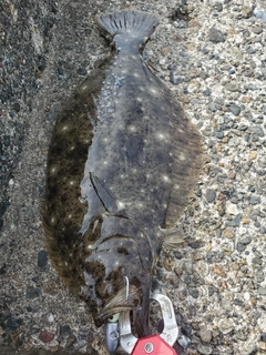 ヒラメの釣果