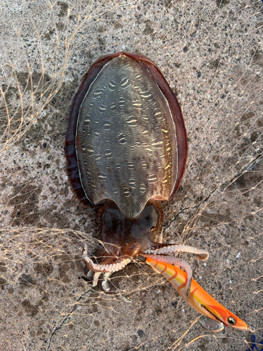 モンゴウイカの釣果