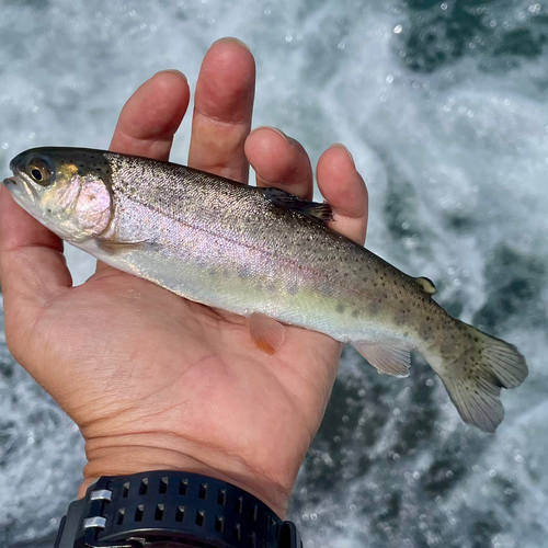 ニジマスの釣果