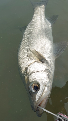 フッコ（ヒラスズキ）の釣果