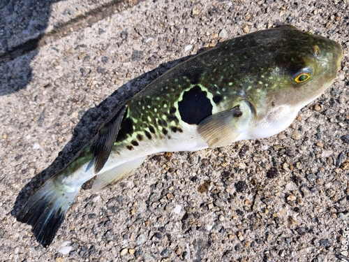 トラフグの釣果