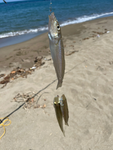 キスの釣果