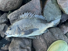 クロダイの釣果