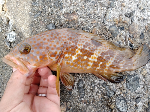 キジハタの釣果