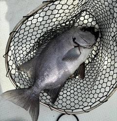 イシダイの釣果