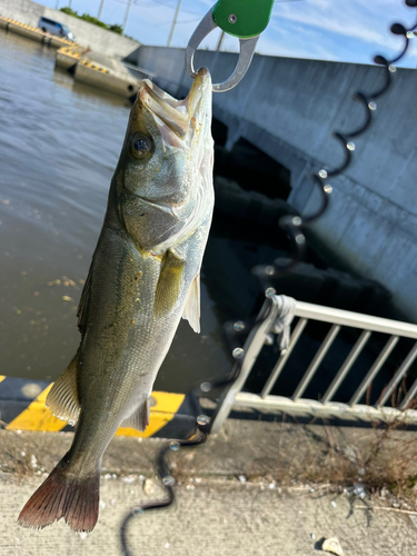 フッコ（マルスズキ）の釣果