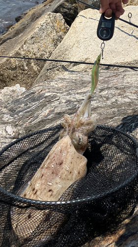 モンゴウイカの釣果