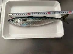 サバの釣果