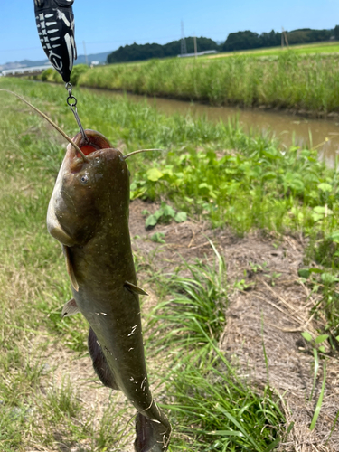 ナマズの釣果