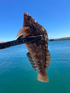 アイナメの釣果