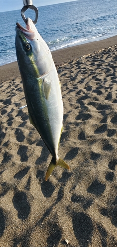 イナダの釣果