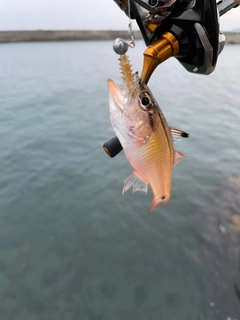 ネンブツダイの釣果