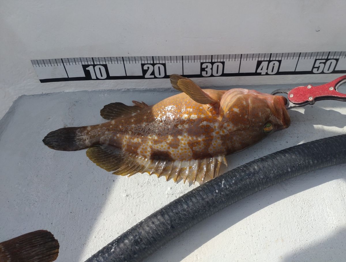 遊漁船勝栄丸（カツエイマル）さんの釣果 2枚目の画像