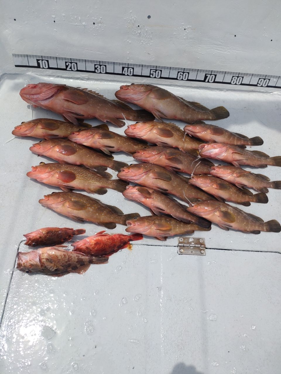 遊漁船勝栄丸（カツエイマル）さんの釣果 3枚目の画像