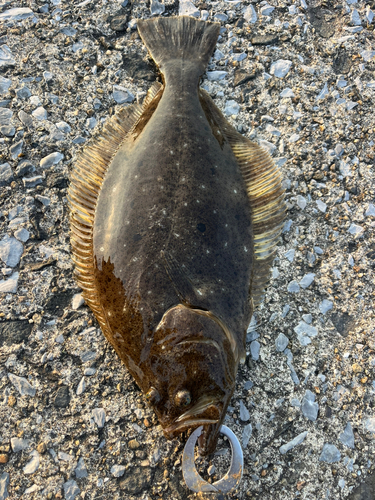 ヒラメの釣果