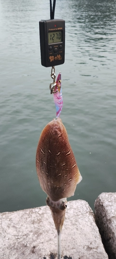 モンゴウイカの釣果